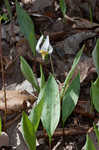 White troutlily <BR>White fawnlily